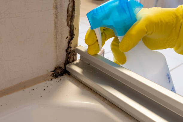 Mold Removal Process in Lakeside, OR