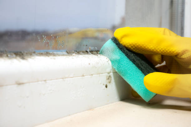 Best Mold Damage Repair  in Lakeside, OR