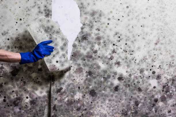 Best Office Mold Removal Services  in Lakeside, OR