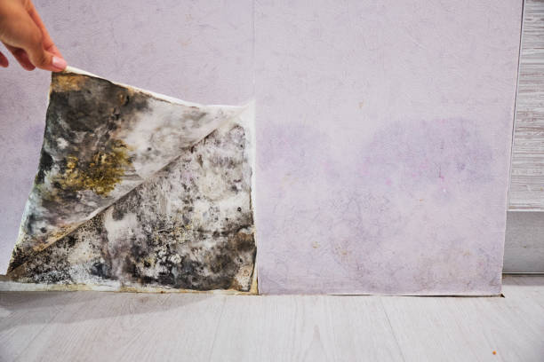 Best Black Mold Removal  in Lakeside, OR